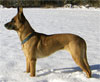 Click here for more detailed Belgian Malinois breed information and available puppies, studs dogs, clubs and forums